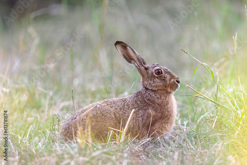 Rabbit in the grass in the late evening © Tom