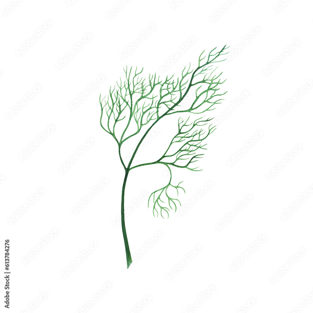 Fototapeta premium Watercolor hand drawn green dill, fennel vegetable isolated on white background. healthy plants for print, fabric, banner.