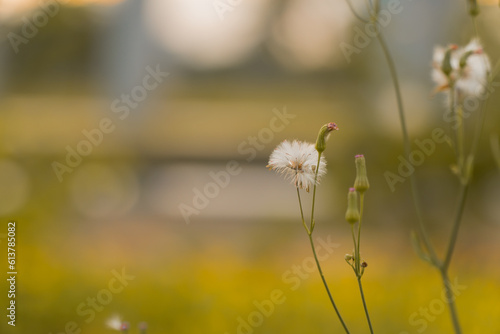 The flowers, grass and insects in the park in the warm orange light background. Warm color nature photo. Photo remove blurred background.