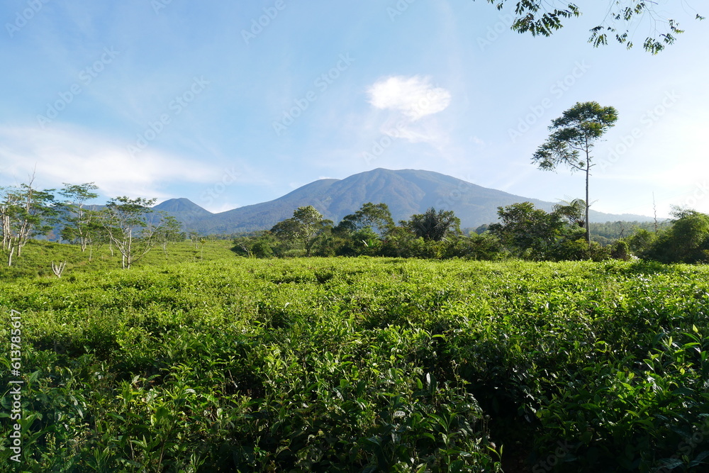 tea gardens with mountain on the back