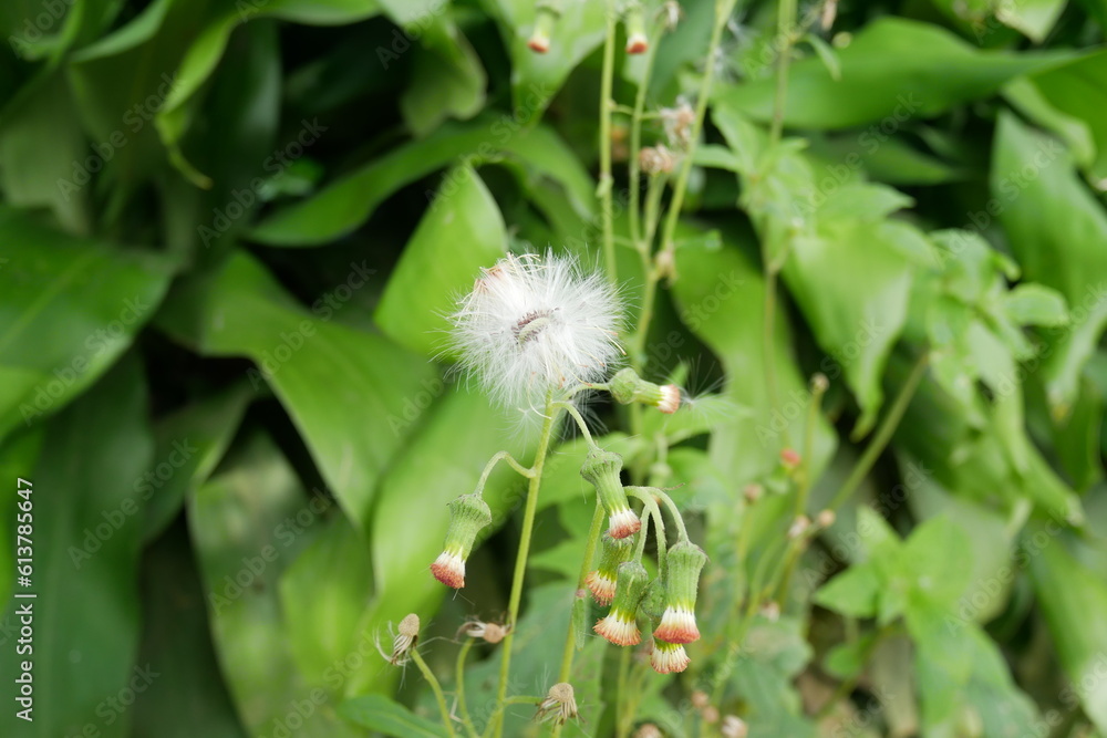 Fototapeta premium white dandelion flower