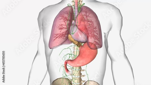 The earliest stage esophageal cancers are called stage 0 (high grade dysplasia). It then ranges from stage I (1) through IV (4).