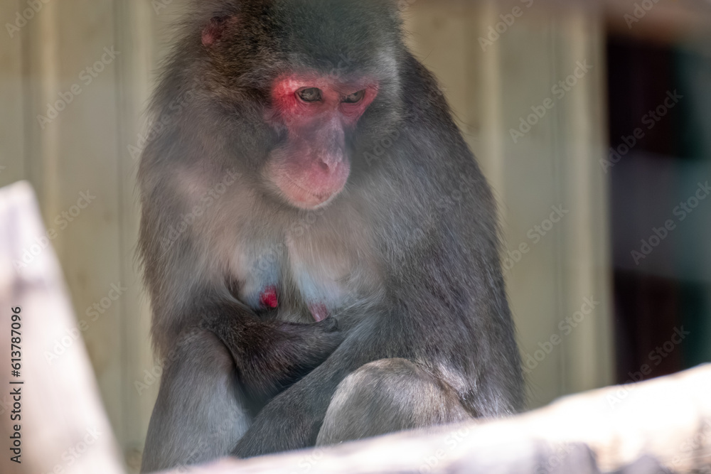Macaque monkey in zoo enclosure, close-up portrait with blurred background