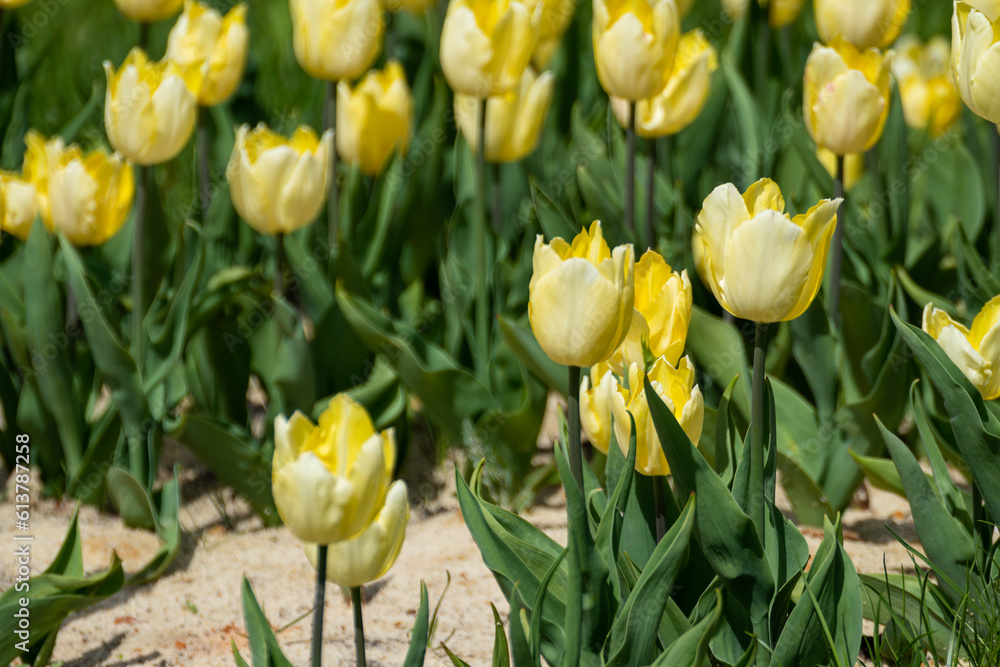 Yellow tender tulips flowerbed with leaves, field of flowers close-up with blurred green background, spring blossom Yellow tender tulips flowerbed with leaves, field of flowers close-up with blurred green background, spring blossom
