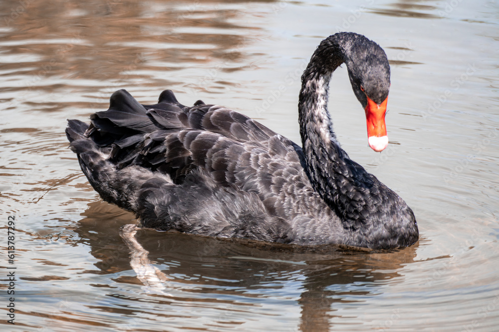 Fototapeta premium Black swan, large waterbird with a long flexible neck and red beak swimming on glossy pond water surface with reflection