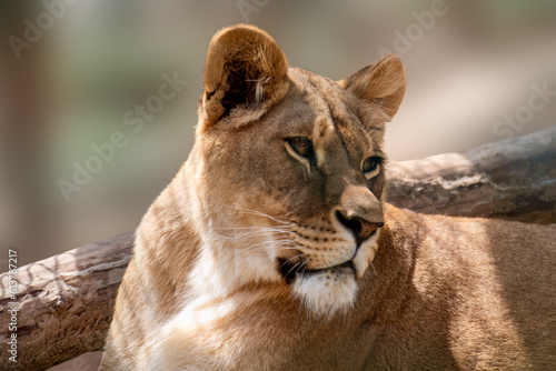 Photography Lion female calm looking, lionesses portrait near tree, close-up on sandy blurred background