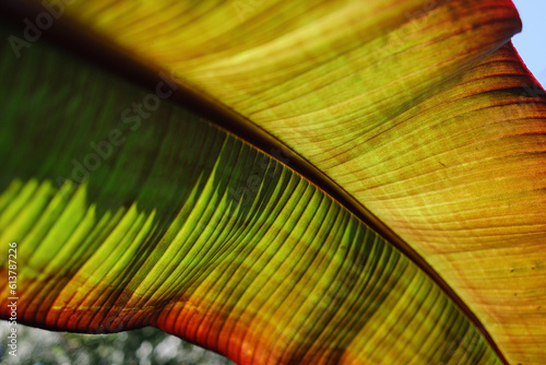 Banana leaf with beautiful colors in sunlight