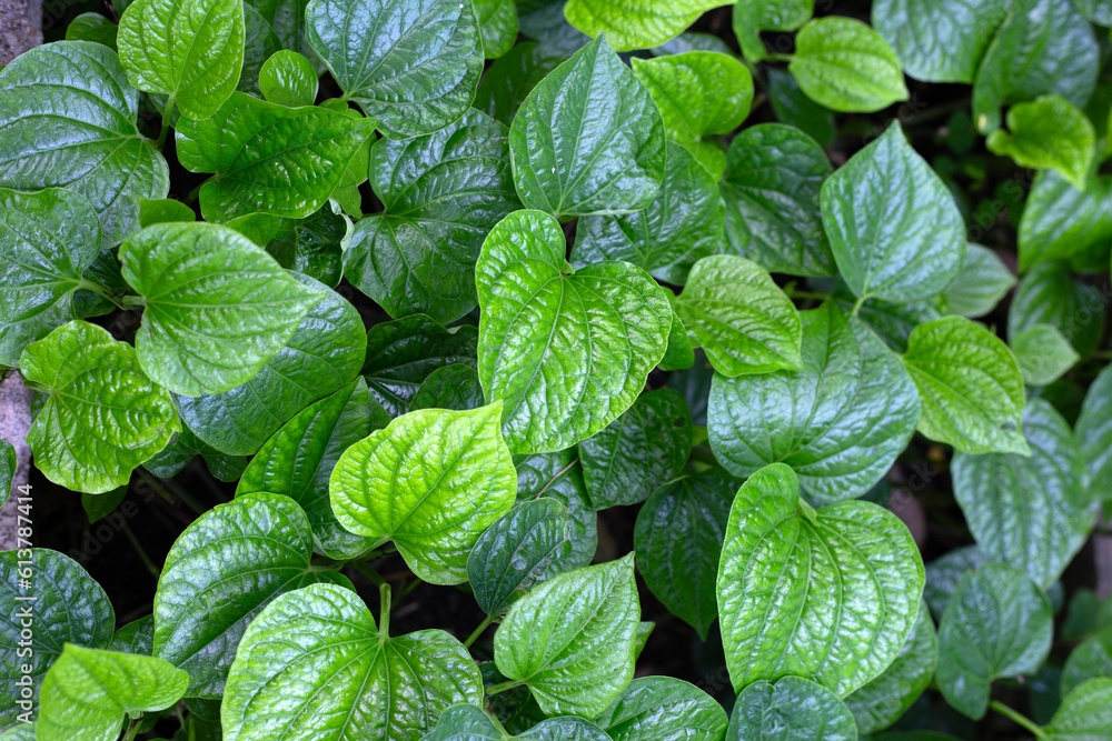 Fresh leaves of wild betel Fresh leaves of wild betel