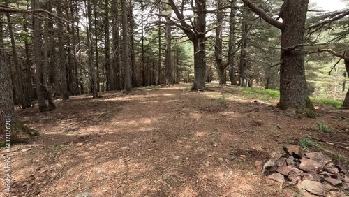 Beautiful green forest on a sunny day. The country road through the forest. 
Natural green woods with a walking path and hiking trail. National Park Tazekka, Morocco. photo