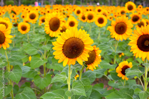 Sunflower field  Beautiful summer landscape.