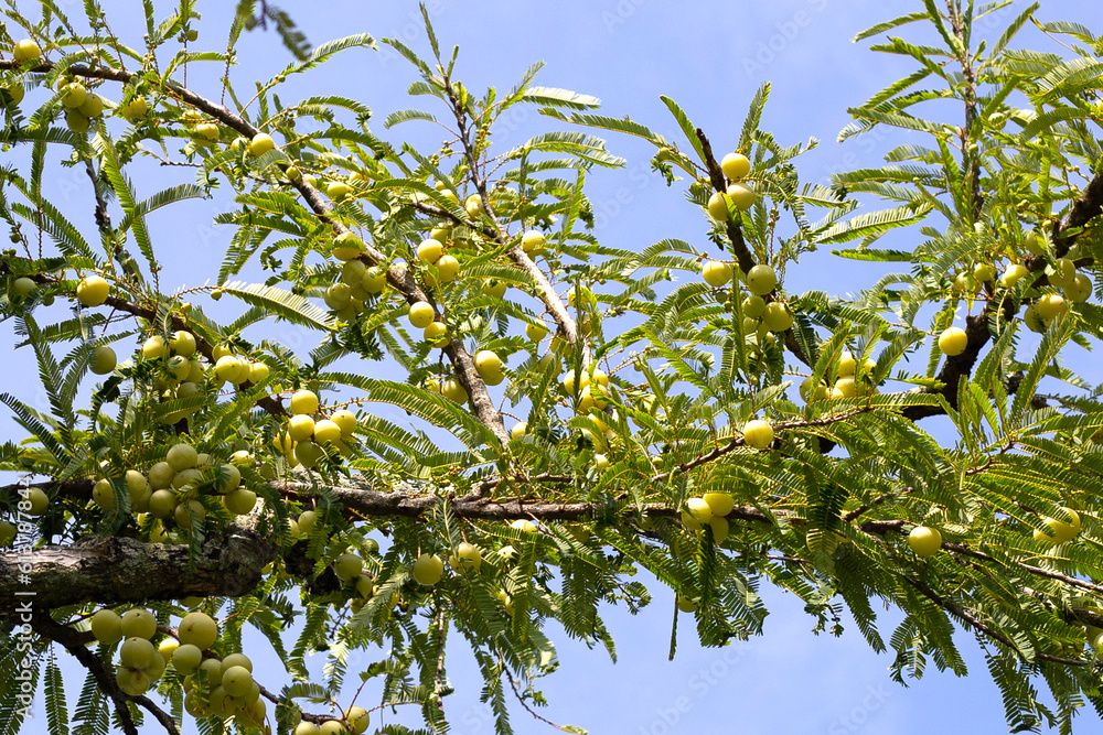 Phyllanthus emblica tree with fruits (Indian Gooseberry, Amla) Phyllanthus emblica tree with fruits (Indian Gooseberry, Amla)
