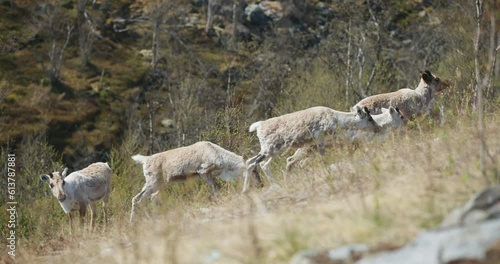 Four reindeer calves with mother climb Filefjell mountain hillside in Norway photo