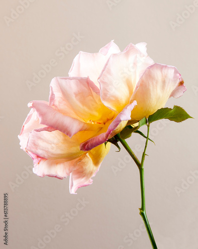 pink rose