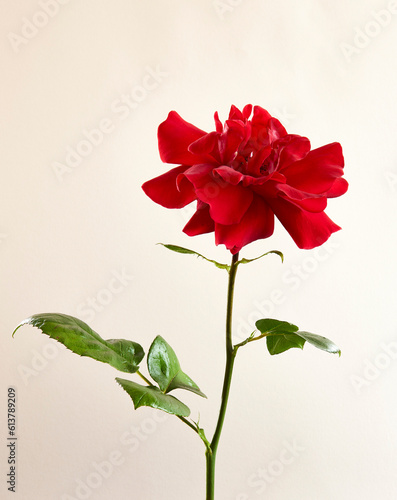 red rose on white background