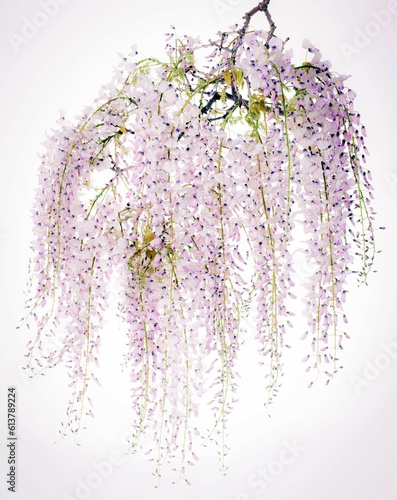 lilac wisteria flower branch isolated on white
