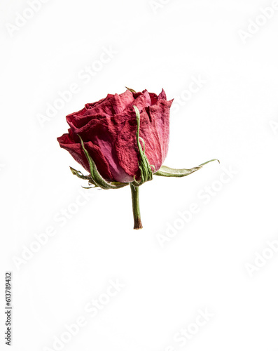 red rose dried on white background