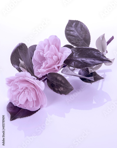 pink rose petals on white