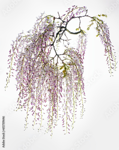 lilac wisteria flower branch isolated on white