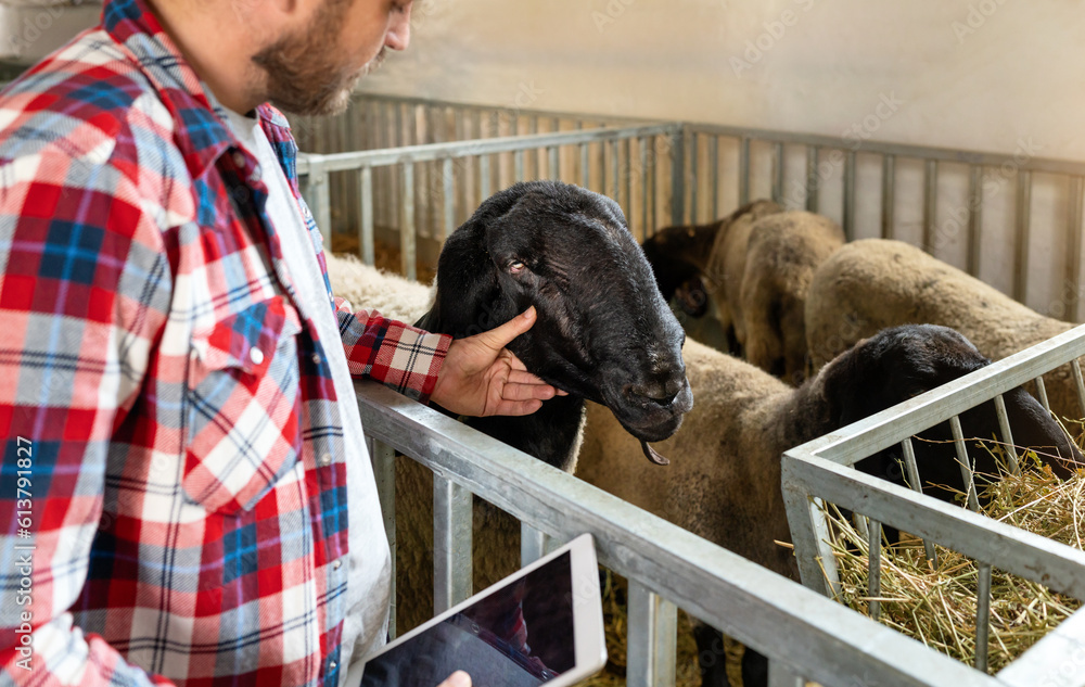 medical examination at sheep farm, farm work doing checkup of animals