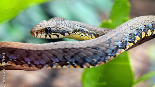 Close up view of a viper snake
