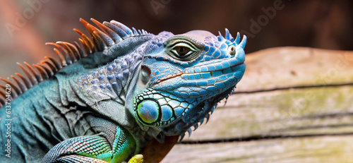 Blue iguana closeup on wood. © AKS Studio