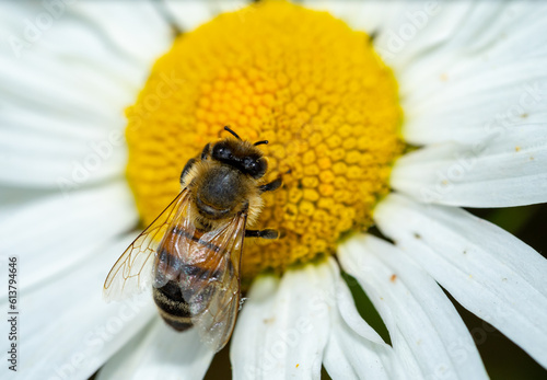 honeybee on flower in the garden macro shot © Animaflora PicsStock