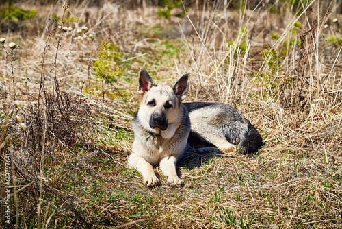 Fototapeta Naklejka Na Ścianę i Meble -  A large dog, the East-European Shepherd, is in nature on a sunny spring, autumn, or summer day. A German Shepherd is shown on a walk in good weather