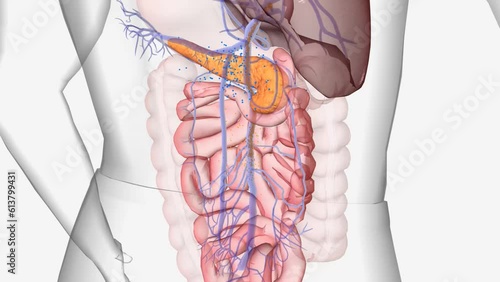 Normally, glucose (sugar) is absorbed into the bloodstream and the pancreas releases insulin in response.