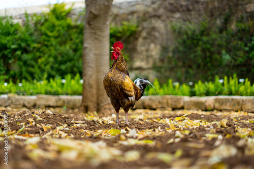 rooster in the grass cawing