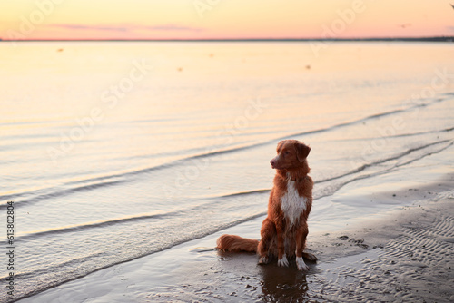 dog on the sea at sunset. Nova Scotia Duck Tolling Retriever in backlight. Beautiful pet in nature at sun
