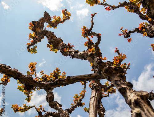 Background with bare branches of Sophora plant