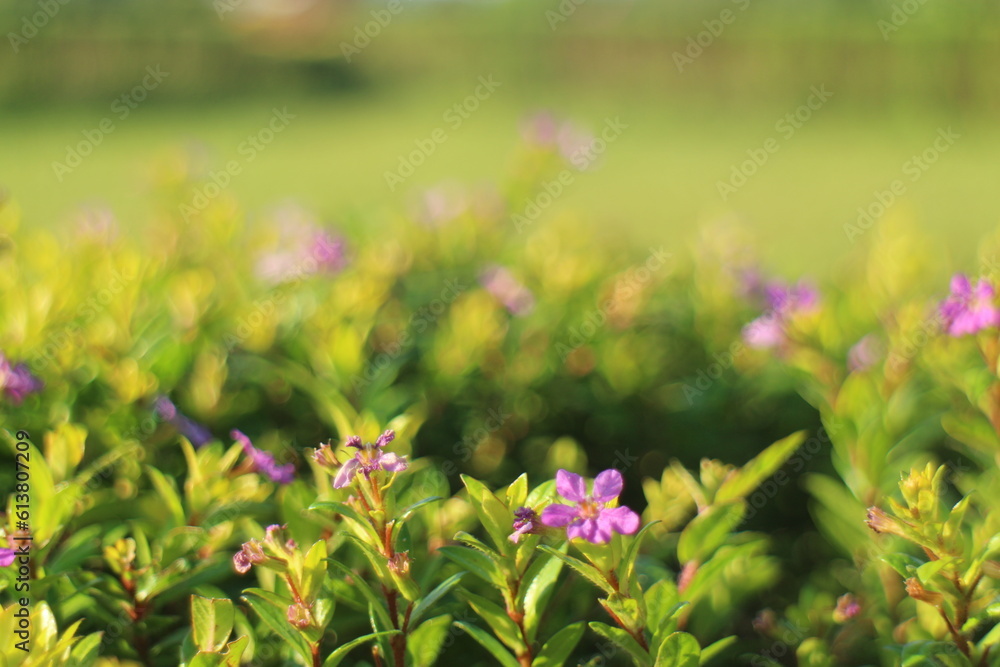 Obraz premium Purple Flower Background