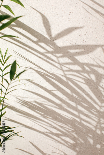 Green branches of a decorative palm tree with a shadow on a gray background. Natural background. Selective focus