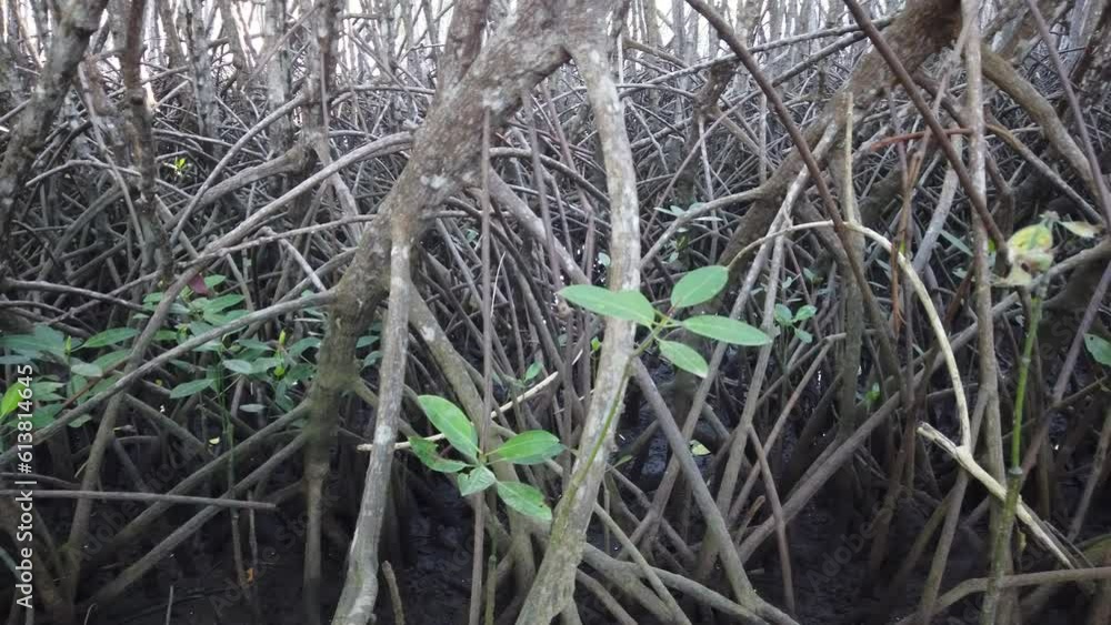 Mangrove Forest Tangles, Roots, Closeup View, Mangroves at Bali Indonesia Mangrove Forest Tangles, Roots, Closeup View, Mangroves at Bali Indonesia