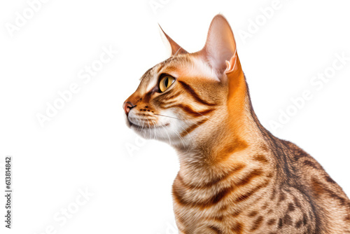 Portrait Of Cat Ocicat In Profile On White Background. Empty Space. Generative AI photo