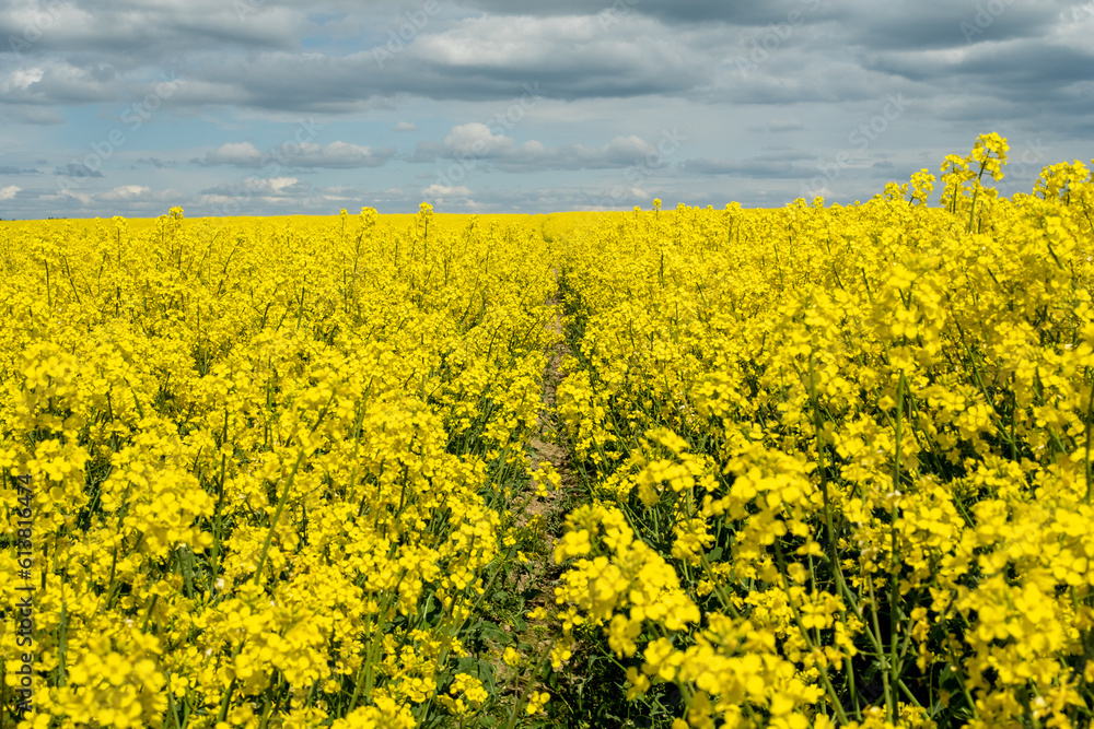 Rapeseed field, blooming yellow flowers on the street, garden. Rapeseed field, blooming yellow flowers on the street, garden.