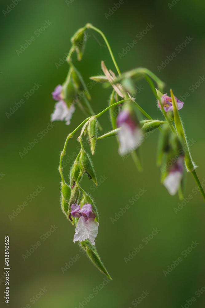 Purple and White Thalia Geniculata in A Garden Purple and White Thalia Geniculata in A Garden