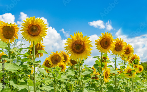 Sunflowers against the sky with white clouds in summertime. Summer sunflower field background.