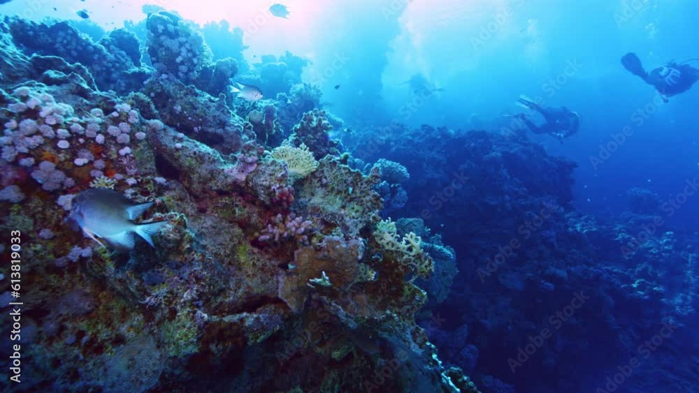 Underwater Life With Divers. Tropical blue sea water. Scuba Divers Exploring Reef. Slow Motion. Red Sea, Egypt. Underwater World Life. Tropical Underwater Seascape. Reef Coral Scene. Underwater Life With Divers. Tropical blue sea water. Scuba Divers Exploring Reef. Slow Motion. Red Sea, Egypt. Underwater World Life. Tropical Underwater Seascape. Reef Coral Scene.