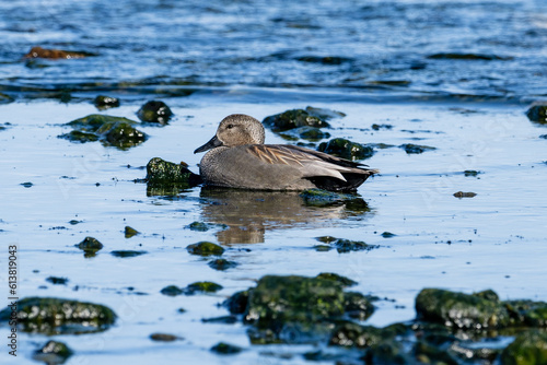 Schnatterenten (Mareca strepera) an der Ostseeküste von Bornholm
