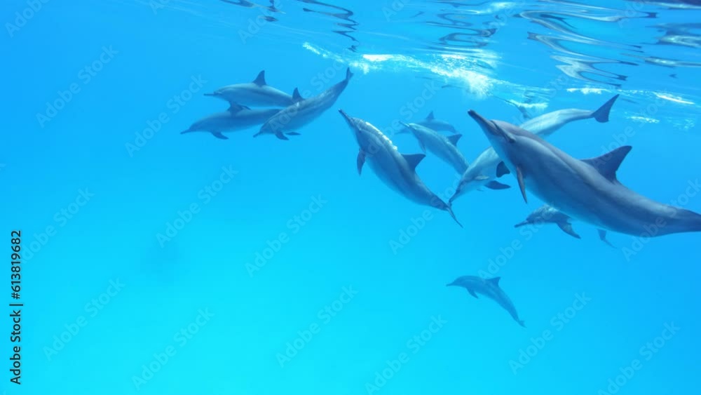 School of Dolphins. Slow Motion. Red Sea, Egypt. Slow Motion. Red Sea, Egypt. Underwater World Life. Tropical Underwater Seascape. School of Dolphins. Slow Motion. Red Sea, Egypt. Slow Motion. Red Sea, Egypt. Underwater World Life. Tropical Underwater Seascape.