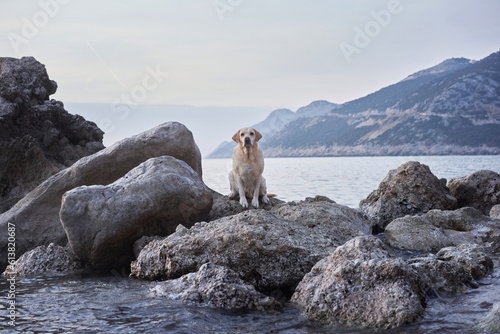happy dog on a stone on the sea. fawn Labrador Retriever in nature at water.