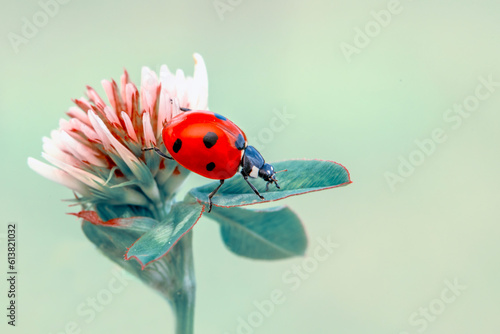 Macro shots, Beautiful nature scene.  Beautiful ladybug on leaf defocused background