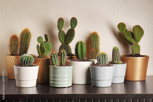 Photos Many different beautiful cacti on wooden table