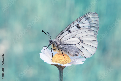  Macro shots, Beautiful nature scene. Closeup beautiful butterfly sitting on the flower in a summer garden. 