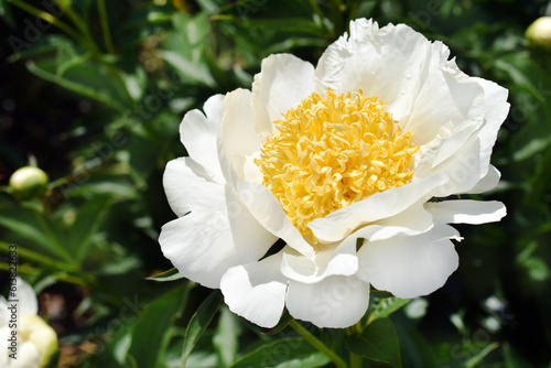 Fototapeta Naklejka Na Ścianę i Meble -  White peony Patio Dublin in full bloom in the garden