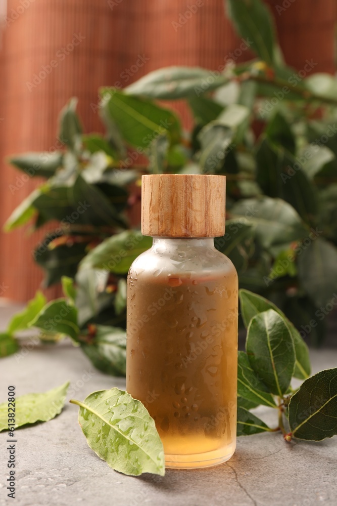 Bottle of bay essential oil and fresh leaves on light grey table Bottle of bay essential oil and fresh leaves on light grey table