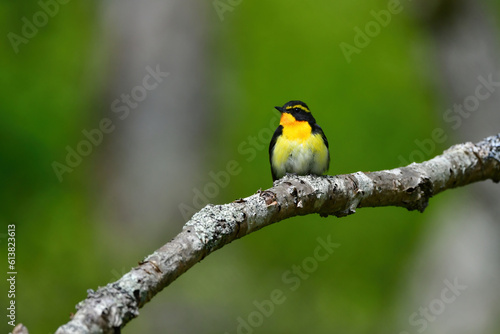 蓼科や軽井沢の初夏の森を彩る黄色とオレンジと黒の鮮やかな美しい小鳥キビタキ © trogon