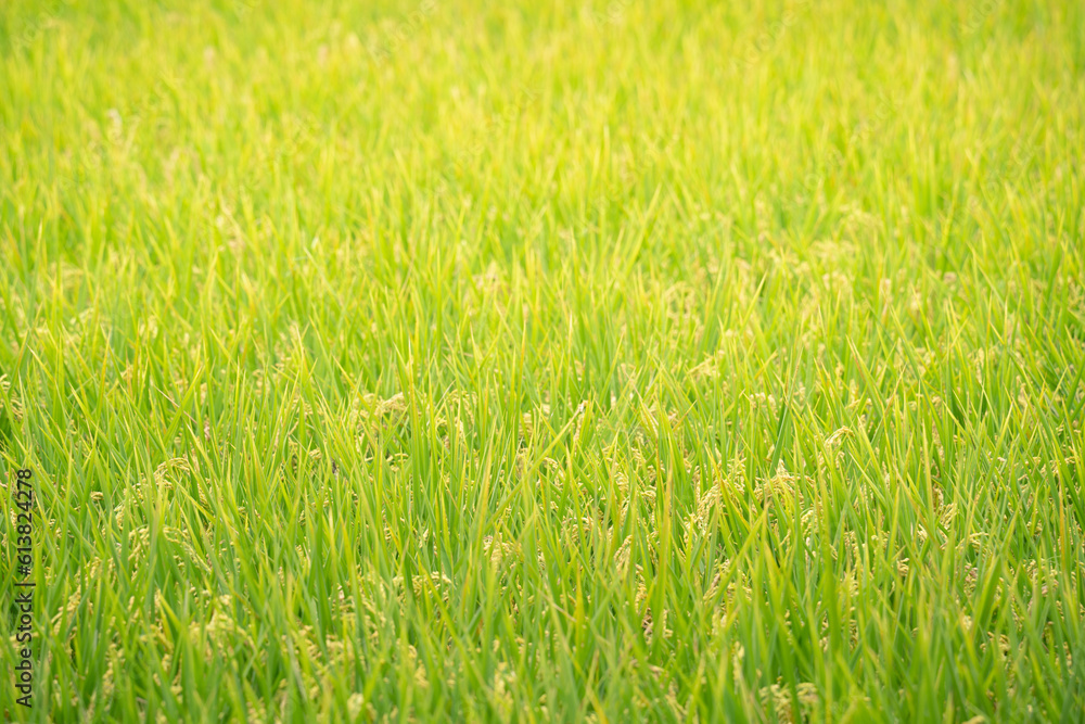 Golden paddy field swaying over sunset day time. Raw rice crop stalk with ears, organic agriculture concept.