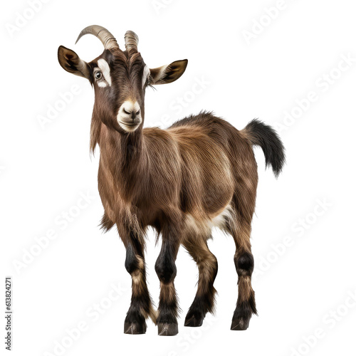 goat looking isolated on white